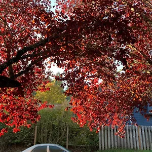 Red Robe Chamber Guest house Nanaimo